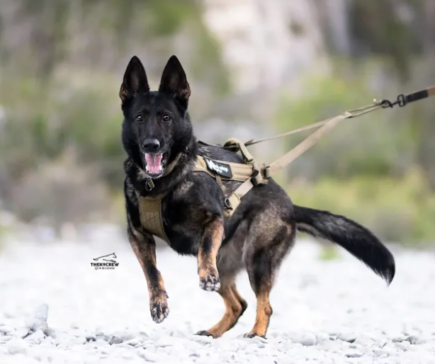 Freemotion Harness WD