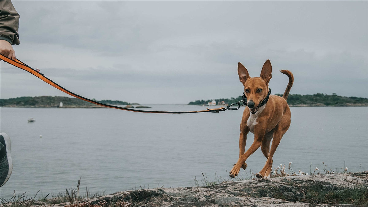 Bungee Leash