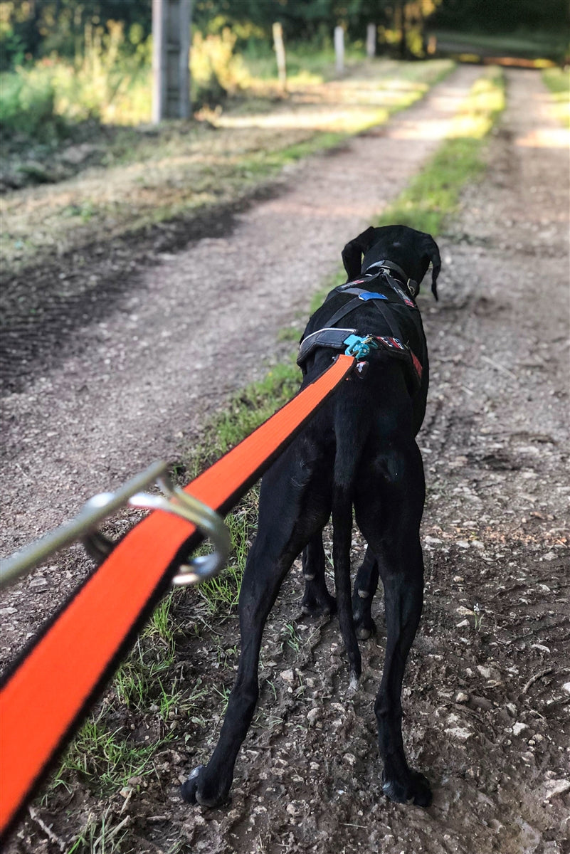 Bungee Leash