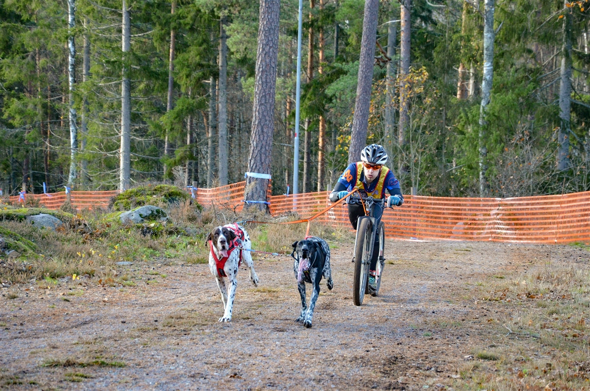 Bungee Leash Double