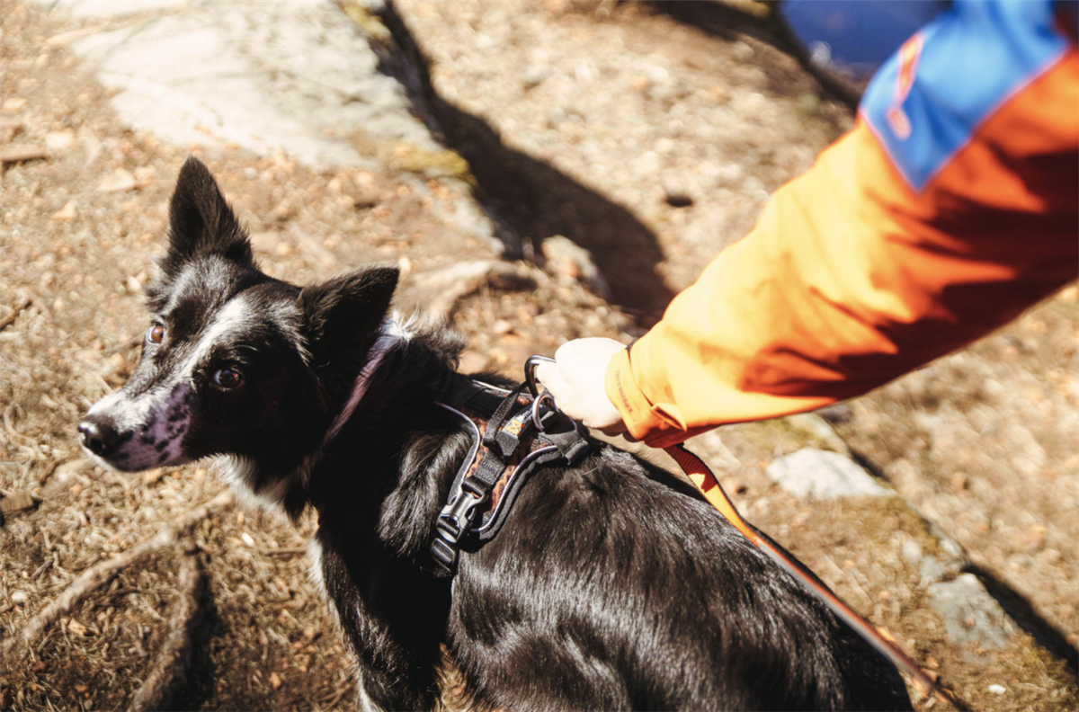 Rock Harness