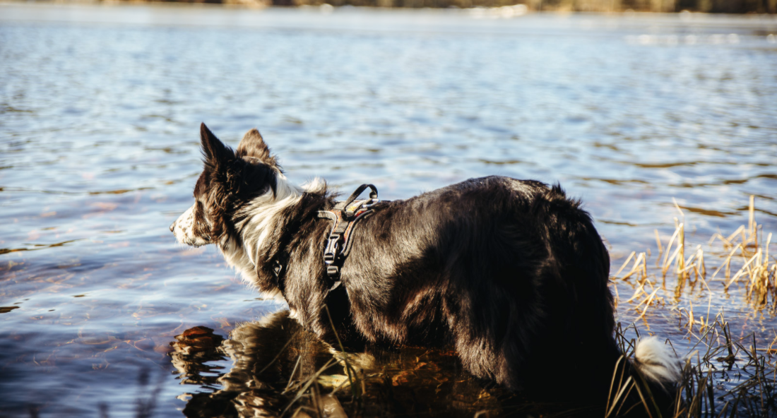 Rock Harness