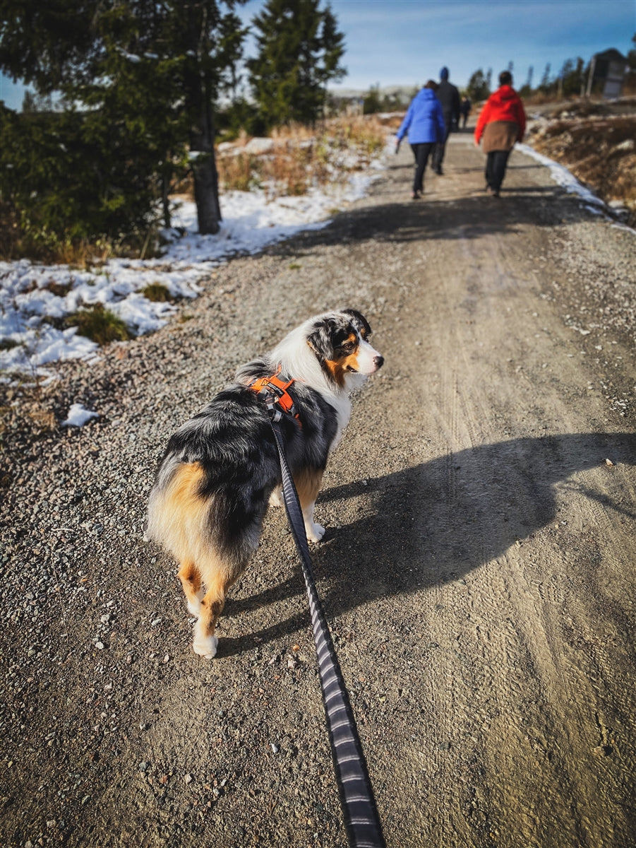 Touring Bungee Leash