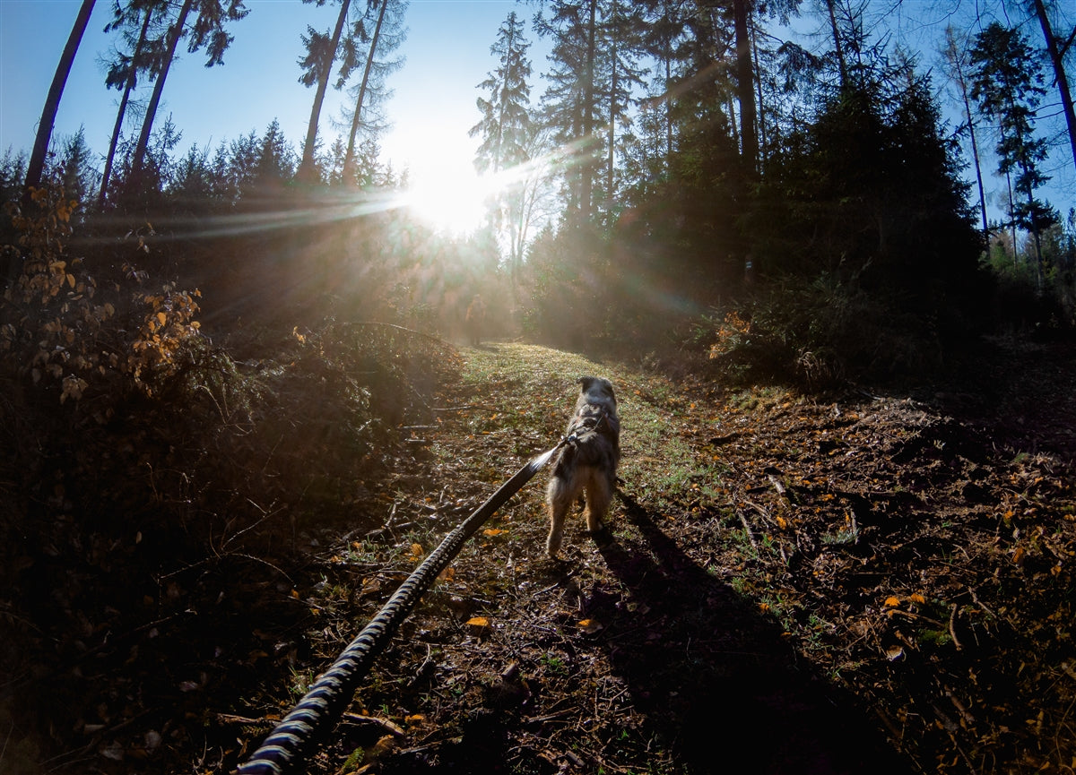 Touring Bungee Leash