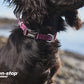 Tumble Collar for Puppies or Small Dogs